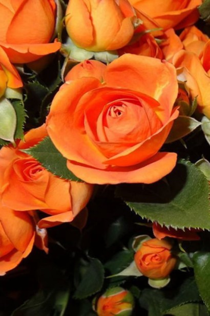 Троянда ’Оранж Бейбі’|Rosa ’Orange Baby’|Роза ’Оранж Бейби’